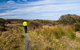 Murramarang Aboriginal Area Walking Track - thumb 3