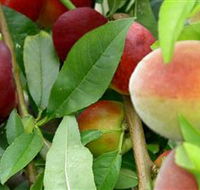 Fruit Salad Tree Company - South Australia Travel