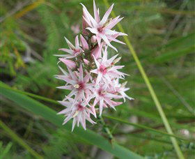 Booderee National Park: Green Patch And Telegraph Creek Walking Tracks - South Australia Travel 5