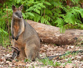 Booderee National Park: Green Patch And Telegraph Creek Walking Tracks - South Australia Travel 7