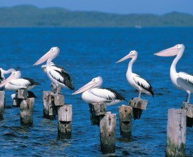 Walpole-Nornalup Inlets - South Australia Travel 1