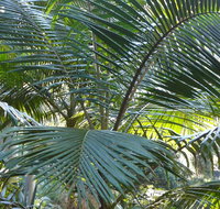 Bangalore Falls walking track - South Australia Travel