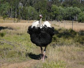 Glen Ian Ostrich And Emu Farm - South Australia Travel 1