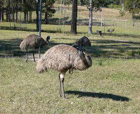 Glen Ian Ostrich And Emu Farm - South Australia Travel 0
