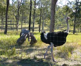Glen Ian Ostrich And Emu Farm - South Australia Travel 2