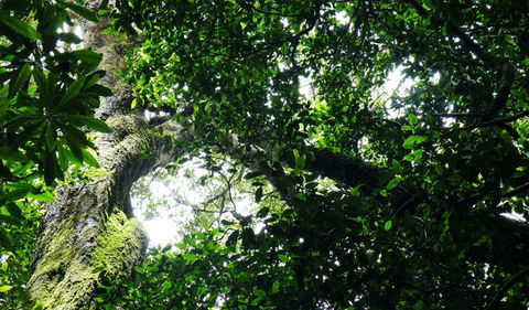 Wollumbin National Park - South Australia Travel 1
