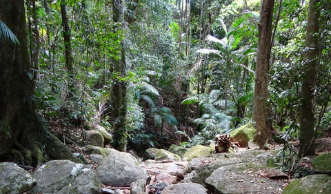 Wollumbin National Park - South Australia Travel 2