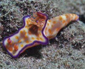 Curtain Artificial Reef Dive Site - South Australia Travel 0
