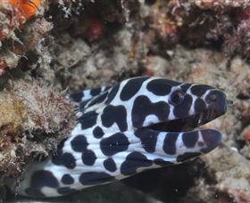 Curtain Artificial Reef Dive Site - South Australia Travel 2