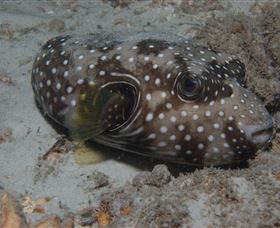 Tangalooma Wrecks Dive Site - South Australia Travel 2