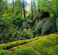 Errinundra National Park - South Australia Travel
