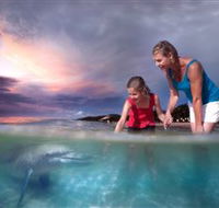 Tangalooma Dolphin Feeding - South Australia Travel