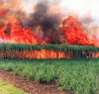 Reeves Family Sugar Cane Farm - South Australia Travel