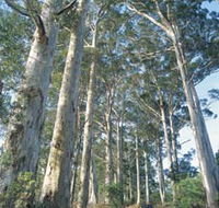 The Great Forest Trees Drive - South Australia Travel