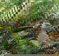 Wollumbin-Mount Warning National Park - South Australia Travel