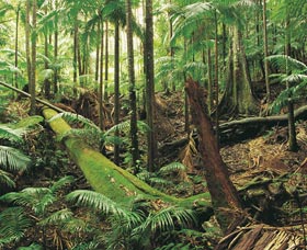 Wollumbin-Mount Warning National Park - South Australia Travel 0