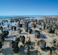 Hamelin Pool Stromatolites - South Australia Travel