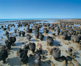 Hamelin Pool Stromatolites - South Australia Travel 0