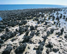 Hamelin Pool Stromatolites - South Australia Travel 1