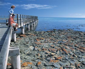 Hamelin Pool Stromatolites - South Australia Travel 3