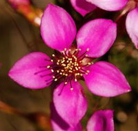 Flora - South Australia Travel