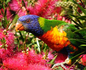 Box Cutting Rainforest Walk - South Australia Travel 1