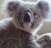 Koala Care Centre in Lismore - South Australia Travel