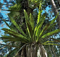 Whian Whian State Conservation Area - South Australia Travel