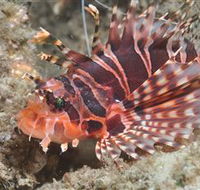 The Seaway Dive Site - South Australia Travel