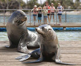 Australia's Sea World - South Australia Travel 1