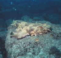 Scottish Prince Dive Site - South Australia Travel