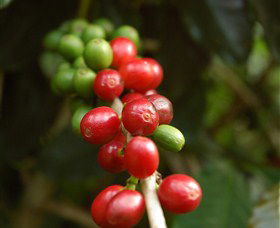 Wombah Coffee Plantation - South Australia Travel 2