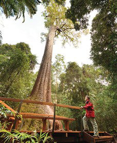 Old Bottlebutt - South Australia Travel 0