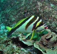 Palm Beach Reef Dive Site - South Australia Travel