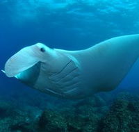 Manta Bommie Dive Site - South Australia Travel