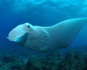 Manta Bommie Dive Site - South Australia Travel 0