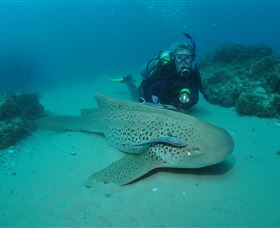 Manta Bommie Dive Site - South Australia Travel 1