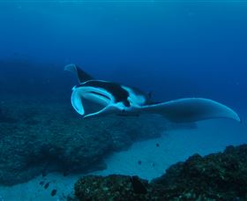 Manta Bommie Dive Site - South Australia Travel 2