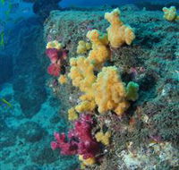 Shag Rock Dive Site - South Australia Travel