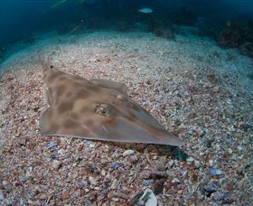Shag Rock Dive Site - South Australia Travel 1
