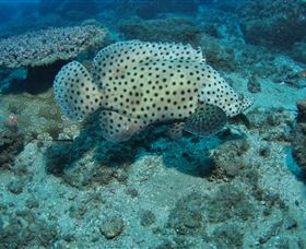 Shag Rock Dive Site - South Australia Travel 2