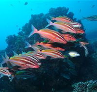 Flat Rock Dive Site - South Australia Travel