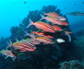 Flat Rock Dive Site - South Australia Travel 0