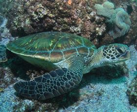 Flat Rock Dive Site - South Australia Travel 1