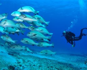 Flat Rock Dive Site - South Australia Travel 3
