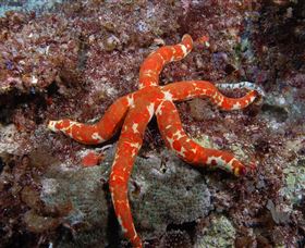 Flat Rock Dive Site - South Australia Travel 2