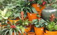 Diamond Waters Garden Nursery - thumb 1