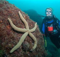 Cook Island Dive Site - South Australia Travel
