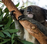 Macquarie Nature Reserve - South Australia Travel
