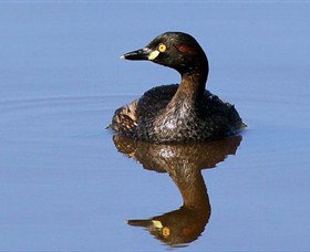 Panboola Wetlands - South Australia Travel 0